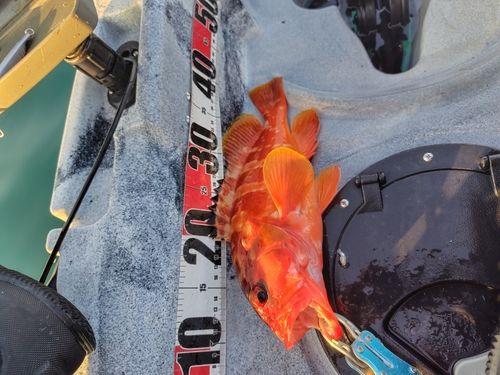 アカハタの釣果
