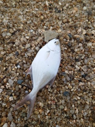コバンアジの釣果