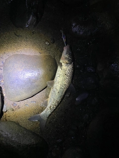 ニゴイの釣果