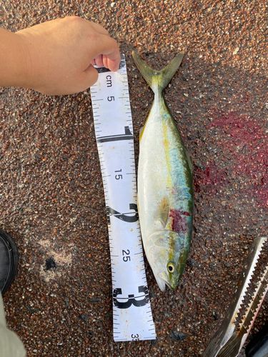 ツバスの釣果