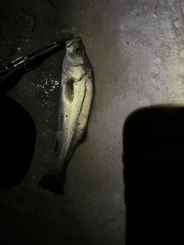スズキの釣果