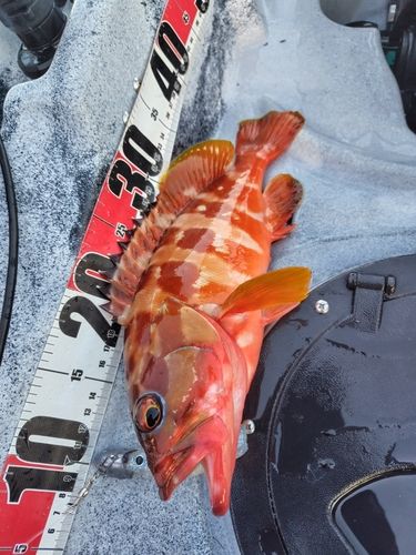 アカハタの釣果