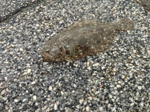 表浜名湖