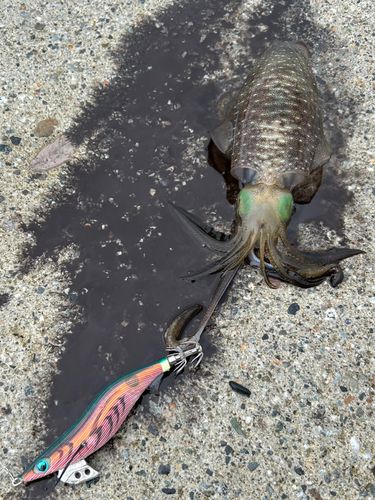 アオリイカの釣果