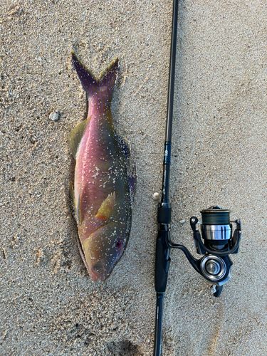 アカヒメジの釣果