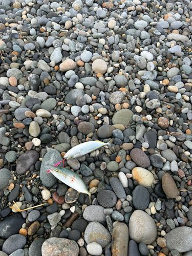 ツバイソの釣果