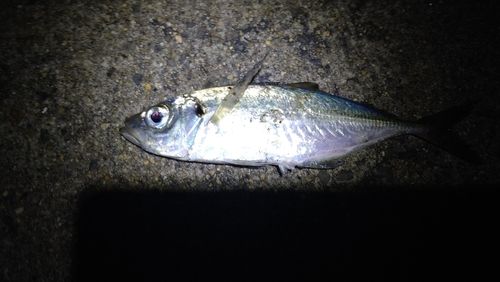 マアジの釣果
