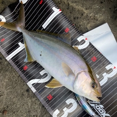 ショゴの釣果