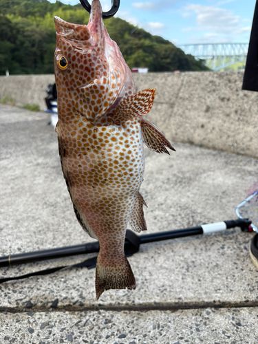 オオモンハタの釣果