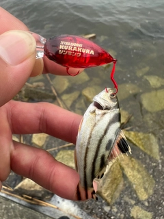 コトヒキの釣果