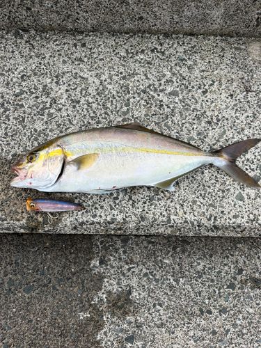 カンパチの釣果