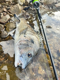 チヌの釣果