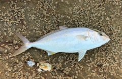 ネリゴの釣果