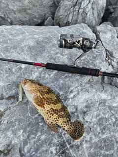 カンモンハタの釣果