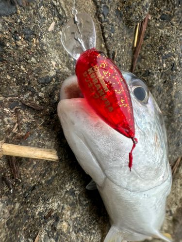 キチヌの釣果