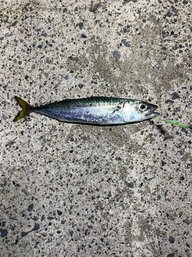 サバの釣果