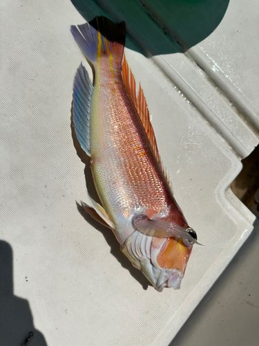 富山湾