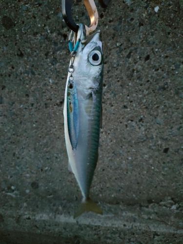 サバの釣果