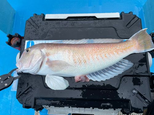 シロアマダイの釣果