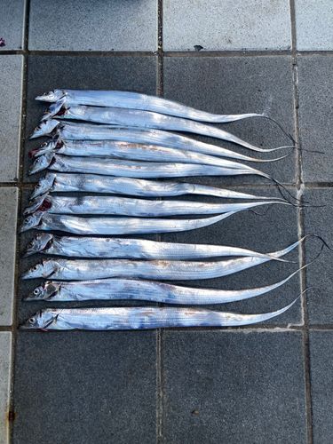 タチウオの釣果