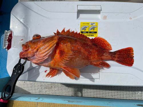 ウッカリカサゴの釣果