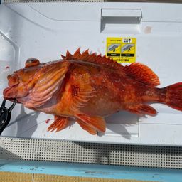 ウッカリカサゴ