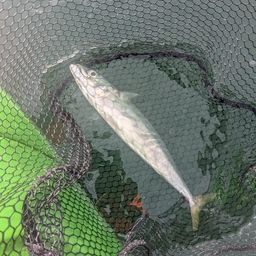 サバ