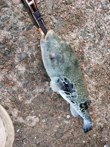 フグの釣果
