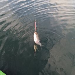 コノシロ