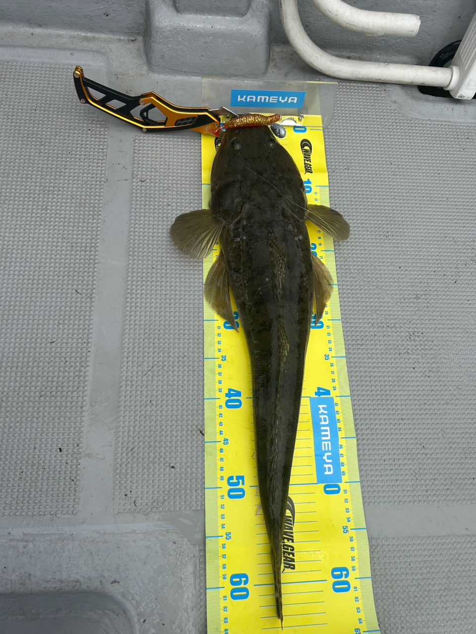 だおくさんの釣果 1枚目の画像