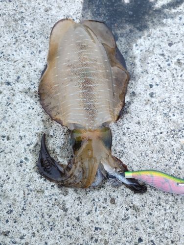 アオリイカの釣果