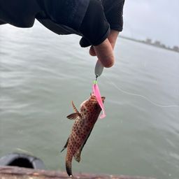 オオモンハタ