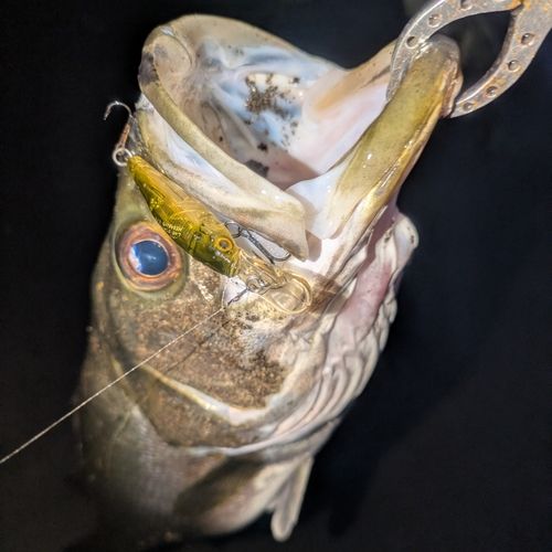 シーバスの釣果