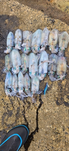 アオリイカの釣果