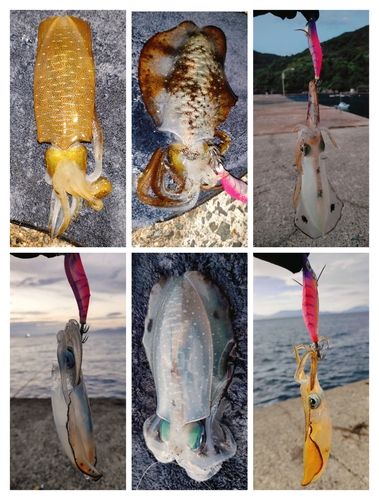 アオリイカの釣果