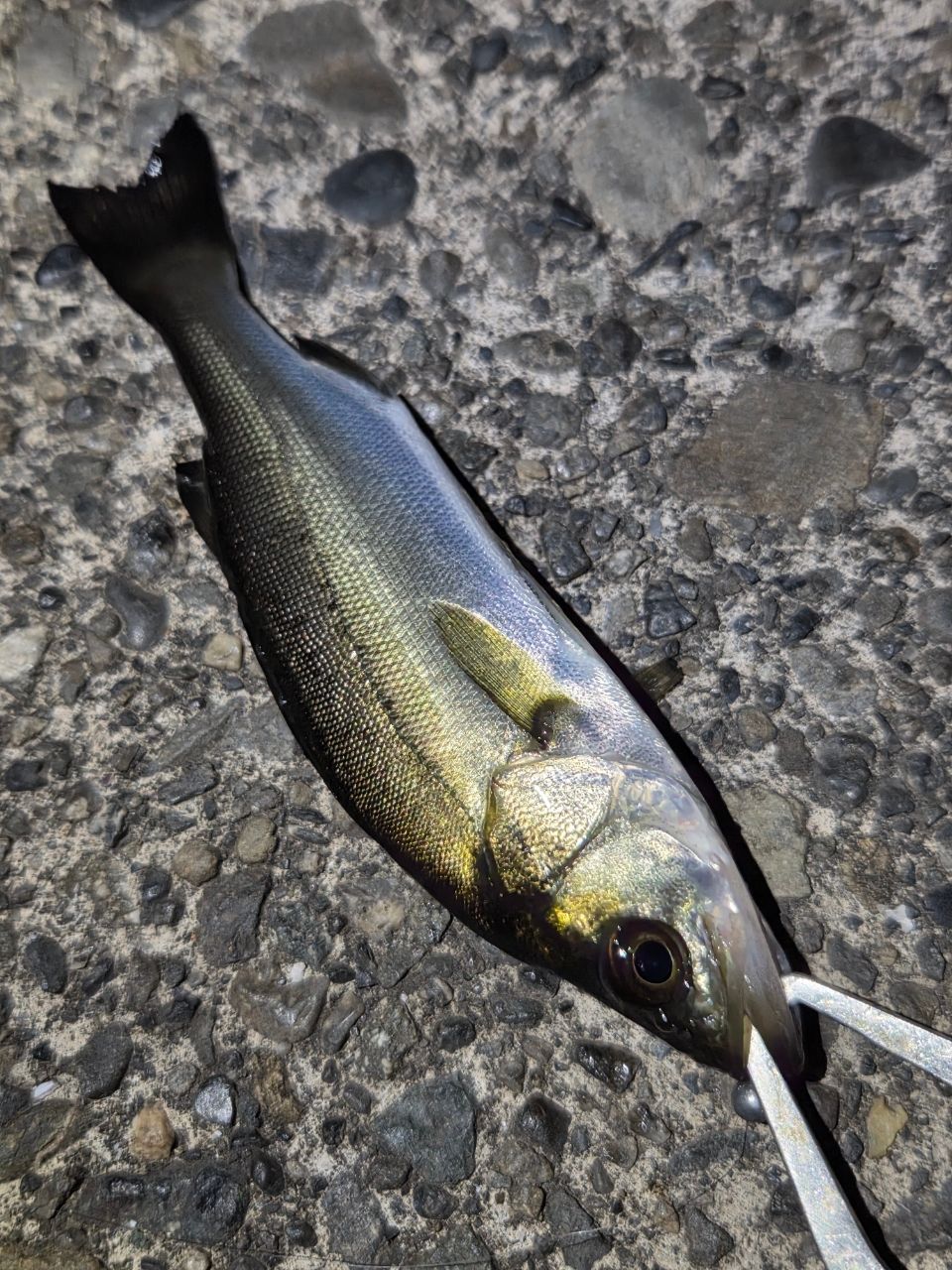 セイゴ（マルスズキ）