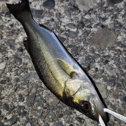 セイゴ（マルスズキ）