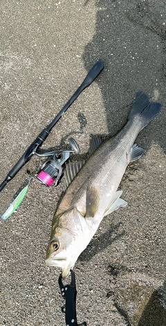 マルスズキの釣果