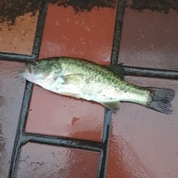 ラージマウスバス