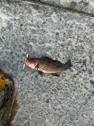 アカハタの釣果