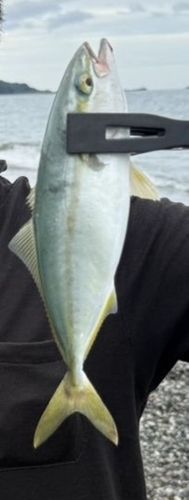 ヒラマサの釣果
