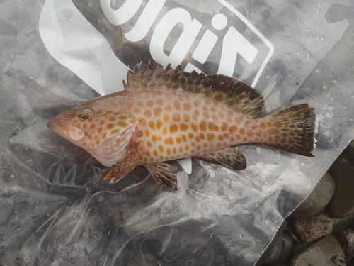 オオモンハタの釣果
