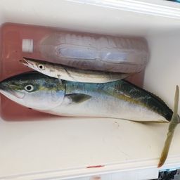 ワカシ