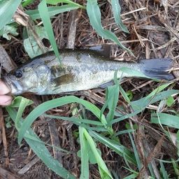 ラージマウスバス