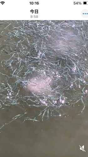 サヨリの釣果