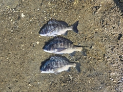 クロダイの釣果