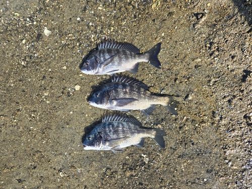 クロダイの釣果