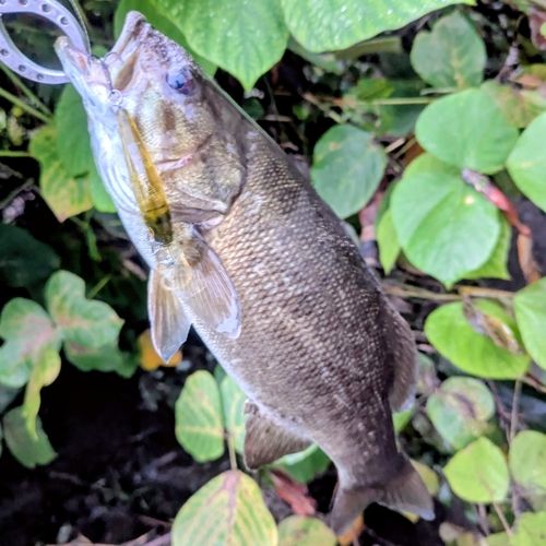 スモールマウスバスの釣果