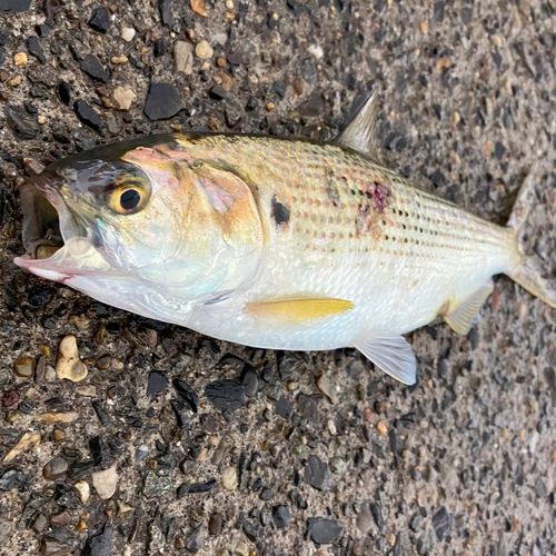 コノシロの釣果