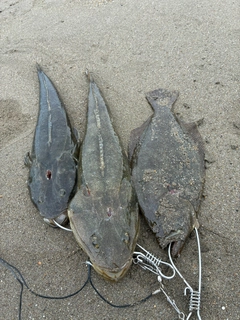 マゴチの釣果